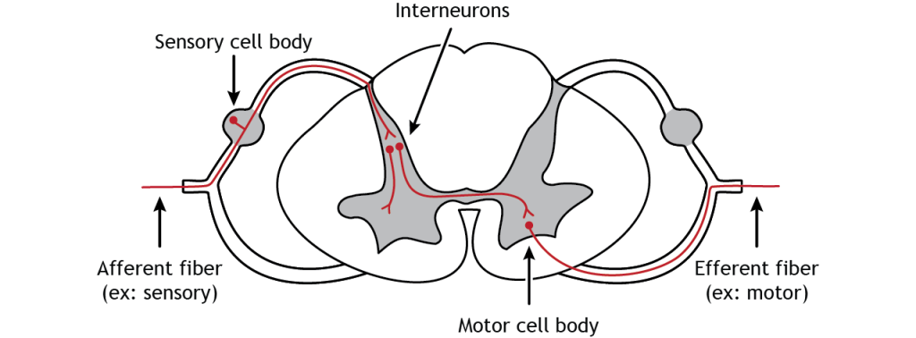 Illustration of afferent fibers entering the spinal cord via the dorsal root and efferent fibers leaving the spinal cord via the ventral root. Details in caption and text.