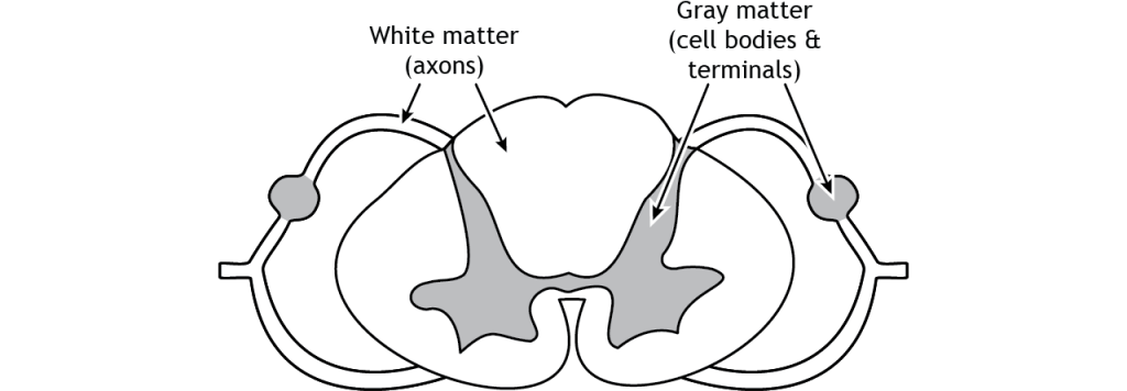Illustration of the spinal cord showing the location of the white and gray matter. Details in caption and text.