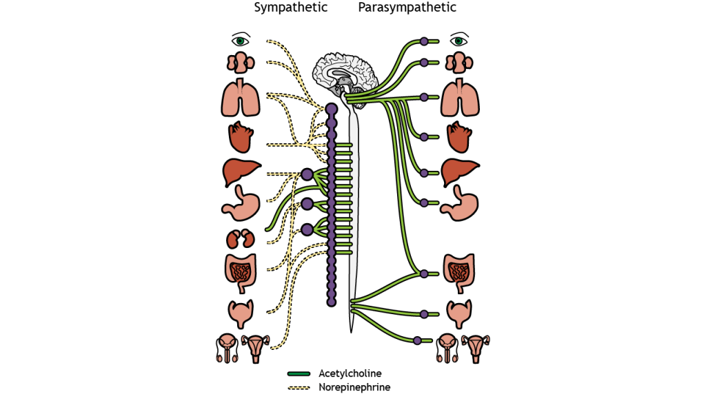 Illustration of the neurotransmitters used by the pre- and postganglionic neurons of both the sympathetic and parasympathetic nervous system. Details in caption and text.