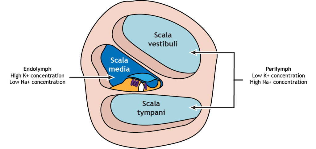 Illustration of the cochlea showing the three chambers and the two solutions. Details in text and caption.