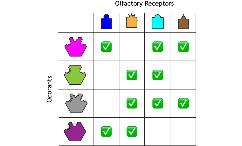 Illustration of table with four olfactory receptors across the top row and four odorants down the first column. Boxes are checked for the different combinations of receptors the odorants can activate. Details in text and caption.