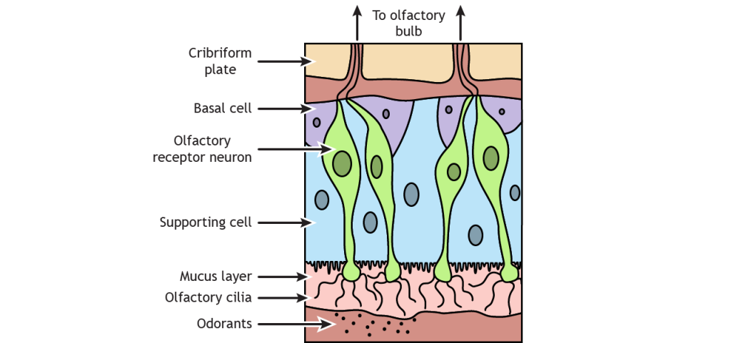 Illustration of the olfactory epithelium structure. Details in text and caption.