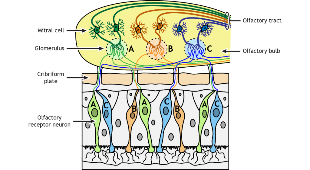 Illustration of olfactory receptor neuron axons projecting through the cribriform plate and synapsing in glomeruli in the olfactory bulb. Details in text and caption.