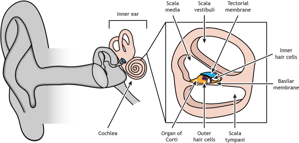 Illustration of the cochlea in the inner ear with an inset box of a cross section through the cochlea. Details in text and caption.