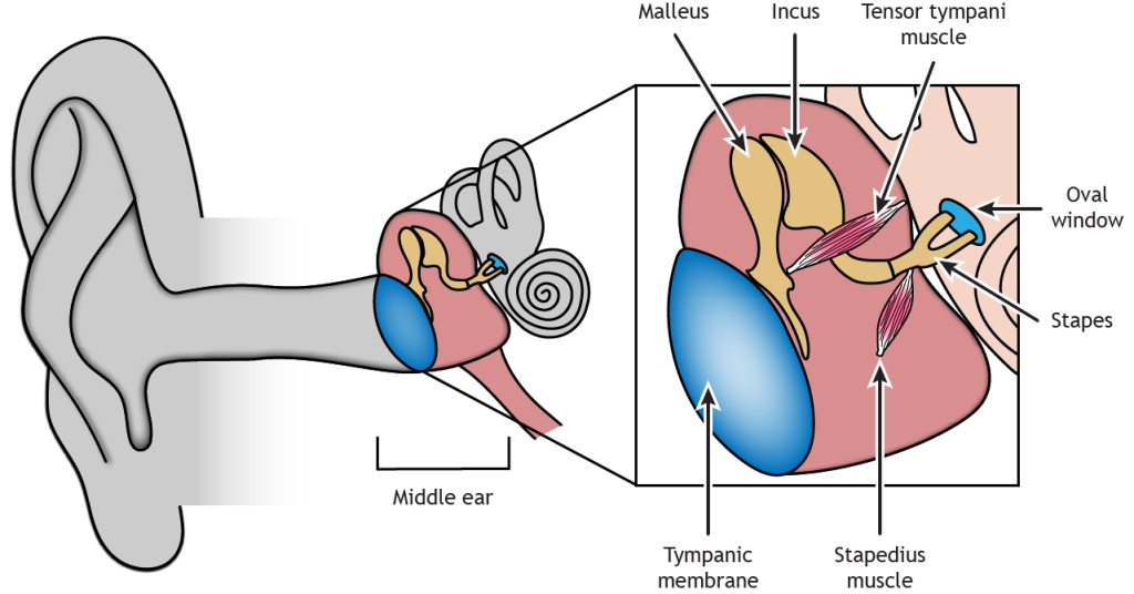 Illustration of the middle ear depicting the ossicles, muscles, and membranes. Details in text and caption.
