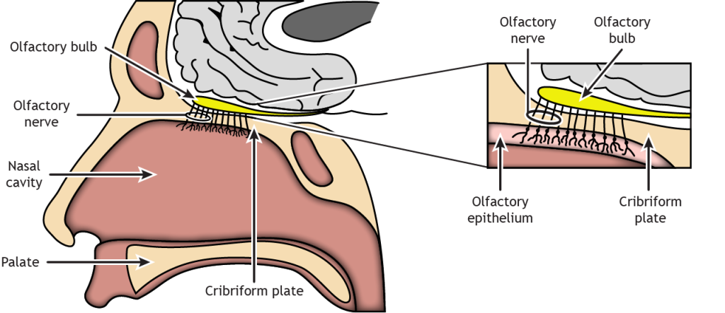 Illustration of nose anatomy with magnified inset of the olfactory epithelium, olfactory nerve, and olfactory bulb. Details in text and caption.