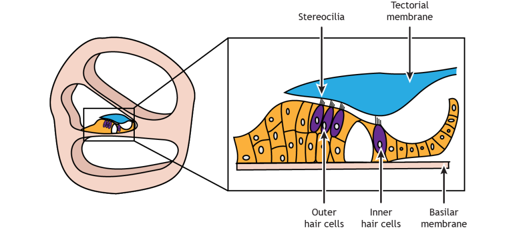 Illustration of the cochlea and an inset of the Organ of Corti showing the hair cells and the membranes. Details in text and caption.