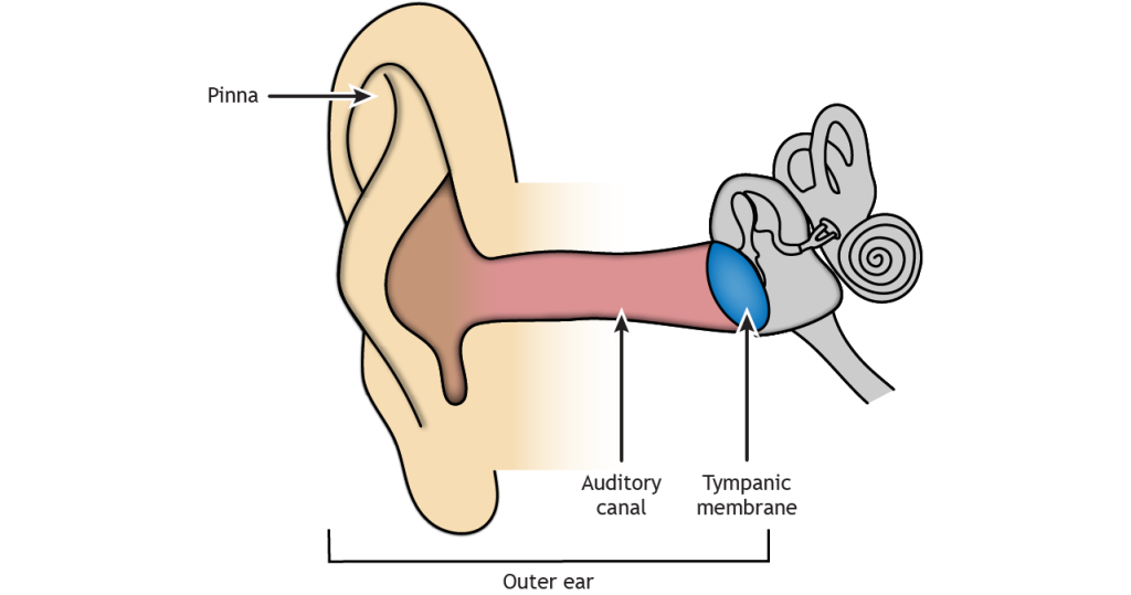 Illustration of outer ear. Details in text and caption.