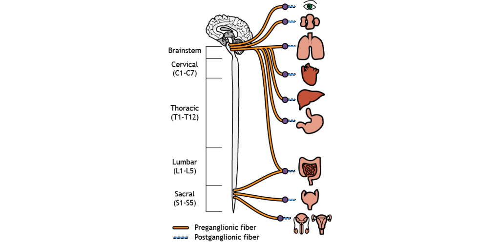 Illustration of the location of pre- and postganglionic neurons of the parasympathetic nervous system. Details in caption and text.