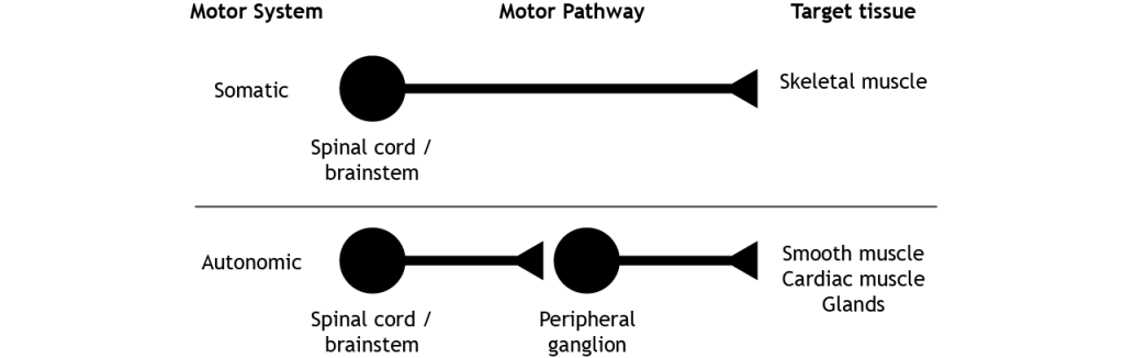 A comparison of the one neuron pathway of the somatic motor system and the two-neuron pathway of the autonomic nervous system pathway. Details in caption and text.