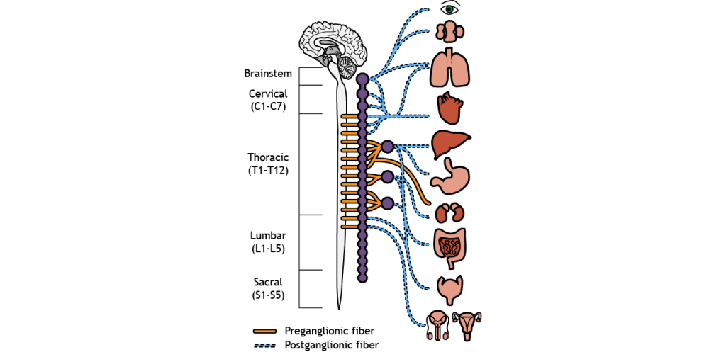Illustration of the location of pre- and postganglionic neurons of the sympathetic nervous system. Details in caption and text.