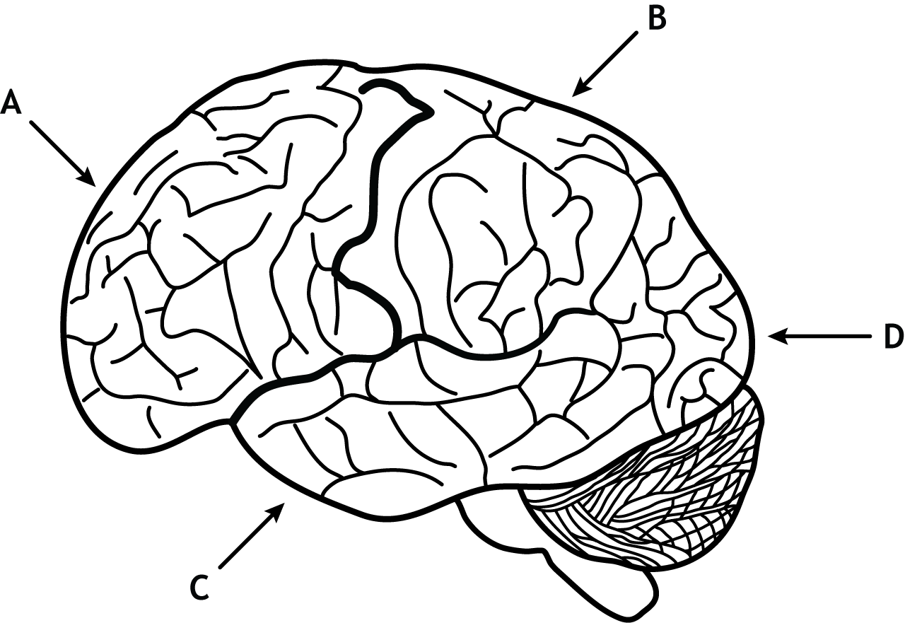 Draw a labelled diagram of human brain and write its any two functions