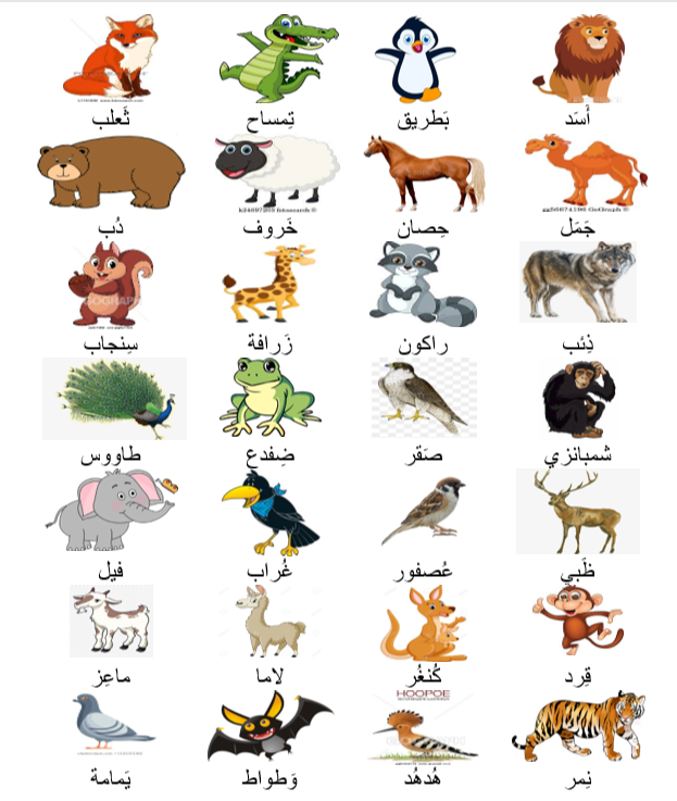 Animals – Elementary Arabic I