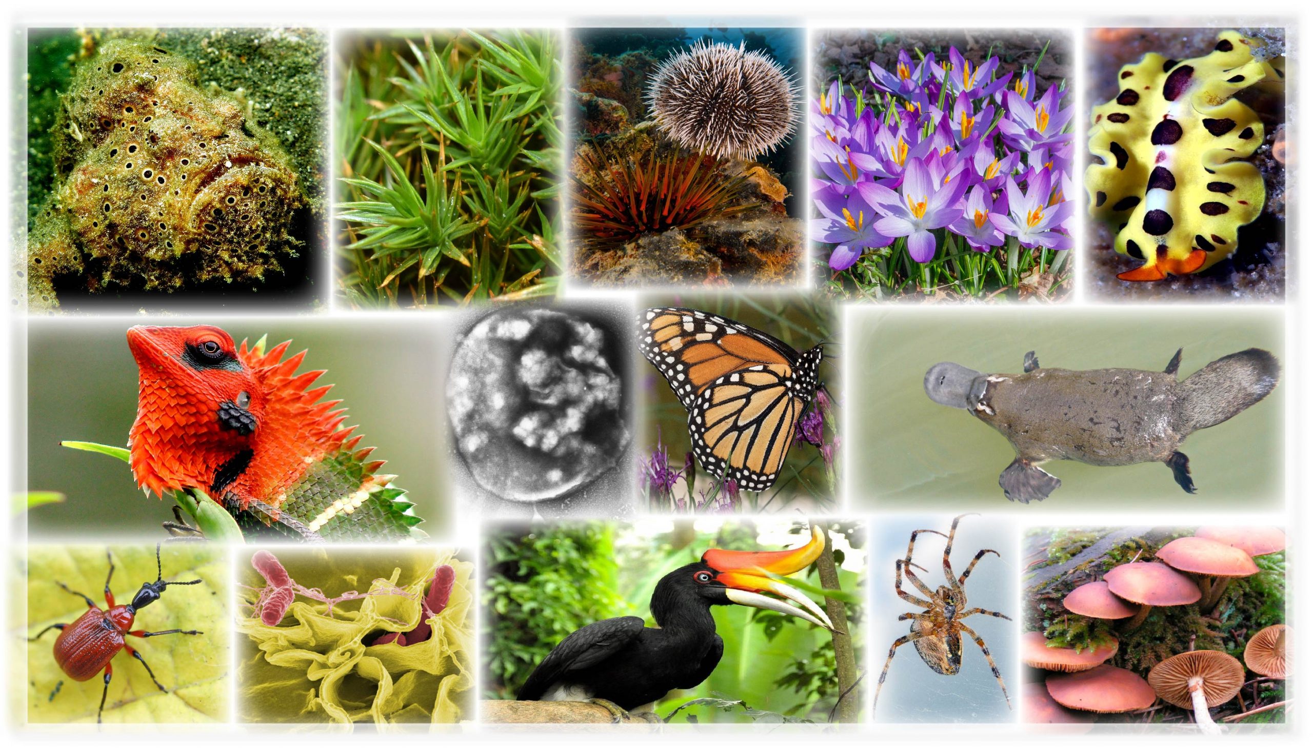 Camoflaged fish, close-up of green moss, brown sea urchins, white and purple flowers, yellow marine flatworm with black dots, iguana with a red head and green body, a single cell, a orange, black, and white butterfly, a brown platypus, a red beetle with a black head, single red bactia cells on a green substrate, a black bird with a hooked orange ornament on the beak, a brown spider on a web, mushrooms growing from the ground.