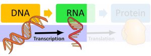 Two squiggly lines labeled DNA. Arrow labeled transcription. Single squiggly line labeled RNA. Arrow labeled translation. Circular structure labeled protein. The image highlights that DNA is transcribed into RNA.