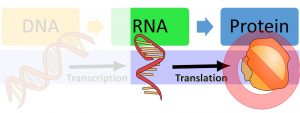 DNA makes RNA via transcription and then makes protein via translation. The image highlights that before or after translation, regulation can still prevent the protein from being made.