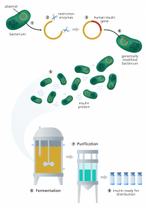 1. Bacterium with plasmid; 2. restriction enzymes cuts plasmid; 3. human insulin gene in plasmid; 4. a genetically modified bacterium; 5. bacteria and insulin proteins; 6. fermentation chamber; 7. purification chamber; 8. insulin in jars ready for distribution