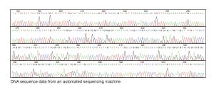 Series of line graphs with 4 different colored lines. Whichever color is tallest at any point, the corresponding DNA base is labeled on the X-axis.