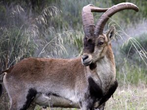 Brown and white sheep with large, curved horns standing in a field.