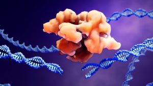 A large protein connected to a DNA molecule; another DNA molecule that is already cut in half.