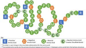 Long chain of amino acids labeled with their one-letter abbreviations. The primary structure sequence is RNQINQCMEQGQDYGCHAQESASPRGTVCQDDNIPSDAFEMQCQCCAQLDLCLR. The bonds that form the tertariy structure are: the first R is bonded with the first E; the first C is bonded to the second C; the first D is bound to the second R; the first H is bound to the second E; the third C is bound to the fourth C; the third E is bound to the first L. R, H, L, R are positive amino acids; E and D are negative amino acids; the rest are neutral amino acids; the C is a neutral amino acid that creates disulfide bonds.