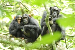Three chimpanzees sitting in a tree canopy.