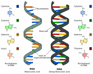 RNA (ribonucleic acid) is made of a single-stranded helix of sugar-phosphates and nucleobases. Nucleobases of RNA are cytosine (C), guanine (G), adenine (A), and uracil (U). DNA (deoxyribonucleic acid) is made of a double-stranded helix of sugar-phosphates and base pairs. Nucleobases of DNA are cytosine (C, guanine (G), adenine (A), and thymine (T). Nucleobases vary in molecular structure.