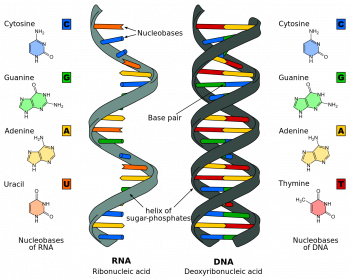 Gene Expression Overview – An Interactive Introduction to Organismal ...