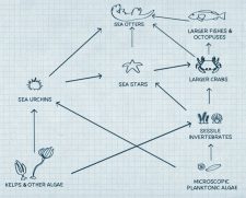 Species Interactions – An Interactive Introduction To Organismal And ...