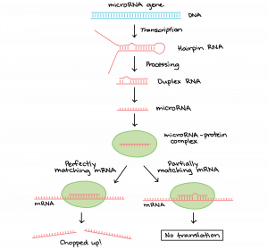 A microRNA gene in DNA is transcribed into an RNA with a hairpin loop; it is processed to created a duplex RNA, which then is processed to make microRNA; a microRNA-protein complex is formed, and either it perfectly matches mRNA (which chops up the mRNA) or partially matches the mRNA, which makes it so translation does not occur.