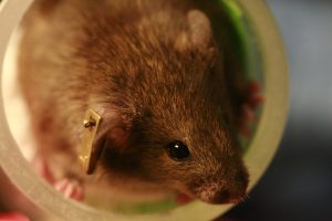 Brown mouse with ear tag looking out from a cup.