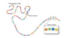 Protein Structure and Function – An Interactive Introduction to ...