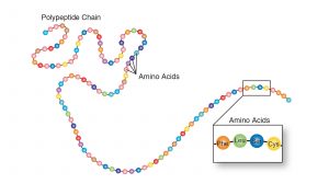 Polypeptide chain composed of about 100 amino acids.