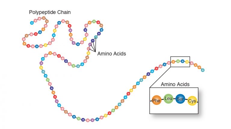 Protein Structure and Function – An Interactive Introduction to ...