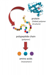 3D structure of a protein (folded polymer structure) with an arrow pointing to a sequence of circles that represent a polypeptide chain (polymer) and an arrow pointing to a few unconnected circles representing separate amino acids (monomers).
