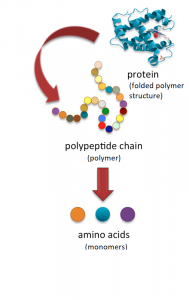 polymer of protein