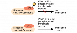 When elF2 is phosphorylated (while bound to ribosome small (40S) subunit), translation is blocked (i.e., no translation). When elF2 is not phosphorylated (while bound to ribosome small (40S) subunit), translation occurs.