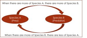 When there are more of Species A, there are more of Species B. When there are more of Species B, there are less of Species A.