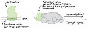 Activator binds to site on DNA labeled as &quot;binding site for this activator.&quot; The activator helps general transcription factors and RNA polymerase assemble, and then transcription occurs of the target gene.