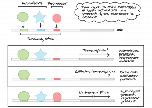 DNA molecule with labeled binding sites and three proteins that will bind: two labeled as activators and one as a repressor. This gene is only expressed if both activators are present and the repressor is absent. Three possible results: 1) activators present, repressor absent results in transcription occuring; 2) only one ativator present then little/no transcription; 3) activators present, repressor present then no transcription.