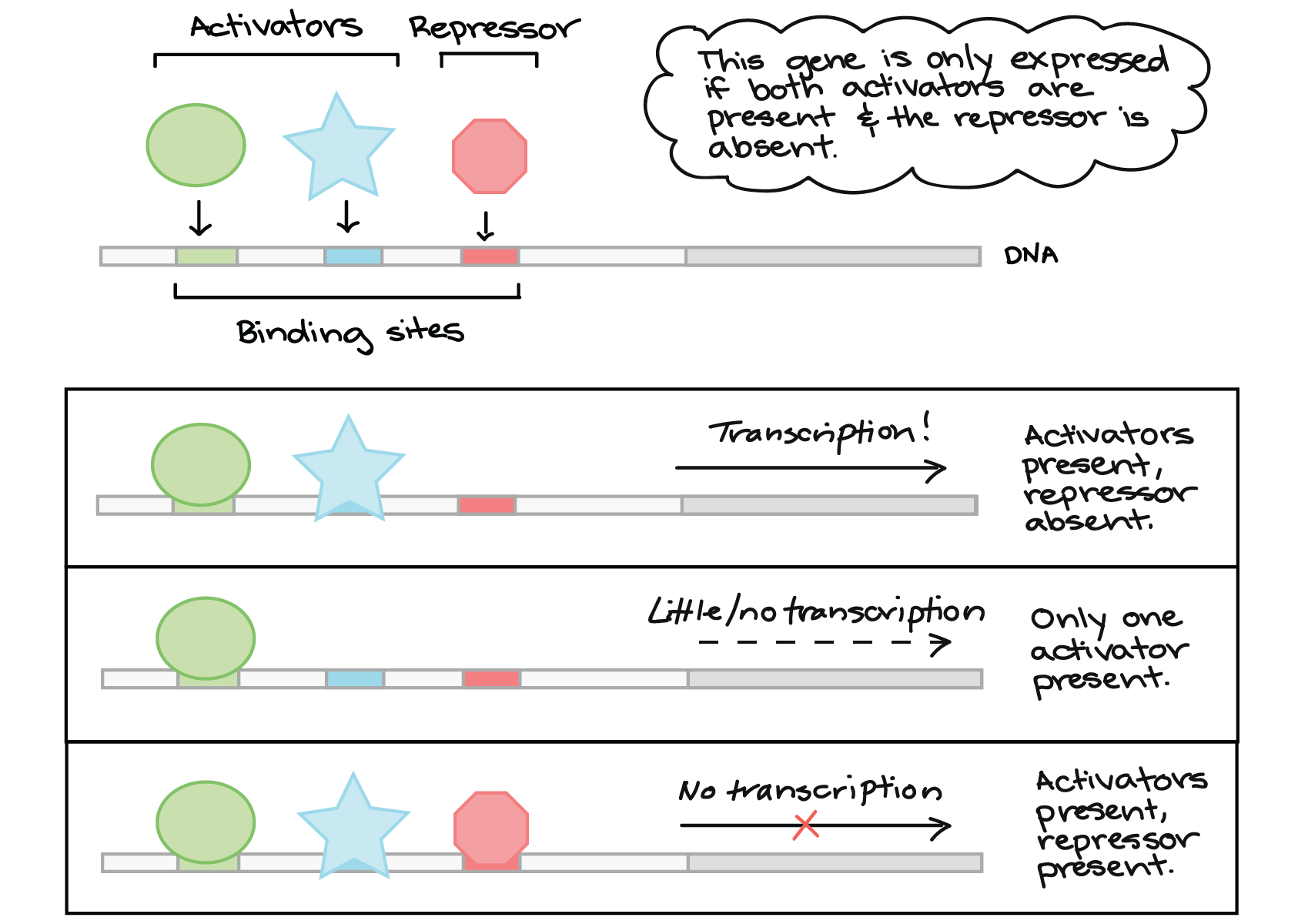 Protein Synthesis I Transcription An Interactive Introduction To Organismal And Molecular