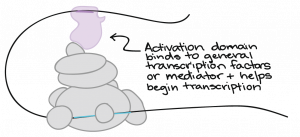 Curved line with many circles connected to each other and the line (line curves around to touch top of circles. Top circle labeled "Activation domain binds to general transcription factors or mediator and helps begin transcription"