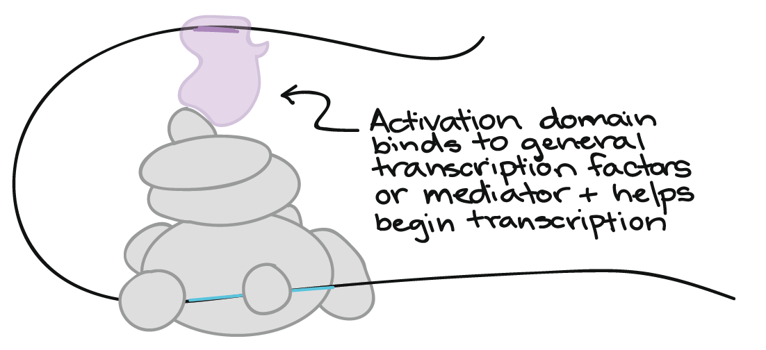 Protein Synthesis I Transcription An Interactive Introduction To Organismal And Molecular