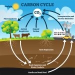 Systems Thinking and the Carbon Cycle – An Interactive Introduction to ...