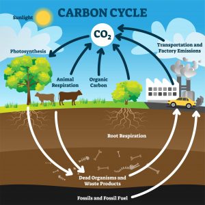 Carbon moves from trees and cows to the ground as dead organisms and waste products. Carbon moves from dead organisms, waste products, fossils, and fossil fuel to cars and factories. Carbon dioxide moves via photosynthesis from the atmosphere to plants. Carbon dioxide moves from animals via respiration, organic carbon, transportation, and factory emissions to the atmosphere.