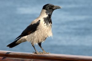 Black and white bird with a black head.