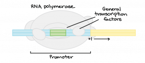 Two parallel lines with small circles labeled "general transcription factors" on top of it, and a larger circle behind it labeled RNA polymerase. General transcription factors and RNA polymerase bind to the promoter (part of the DNA).