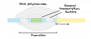 General transcription factors and RNA polymerase bind to the promoter (part of the DNA).