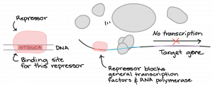 Repressor binds to site on DNA labeled as &quot;binding site for this repressor&quot;. The repressor blocks general transcription factors and RNA polymerase. Transcription of the target gene does not occur.