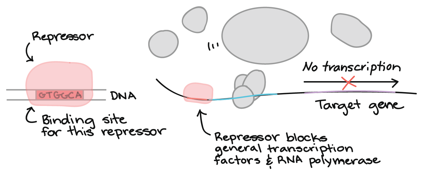 transcription factor repressor srdx